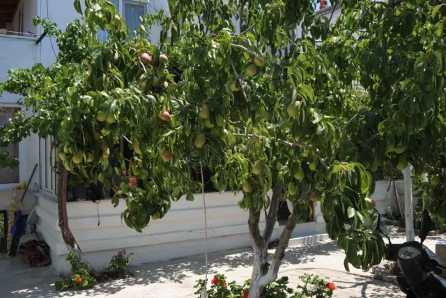 Asmalı Apart genel fotoğrafı 15