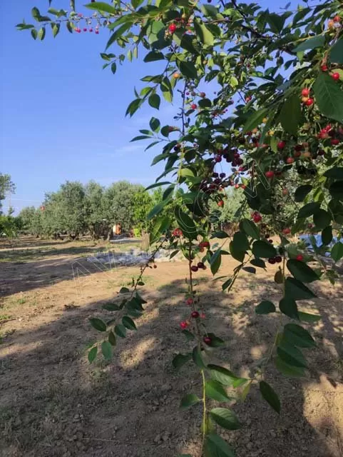 Kamp Alanı genel fotoğrafı 10
