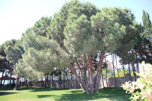 Mavi Koy Beach Resort genel fotoğrafı 34