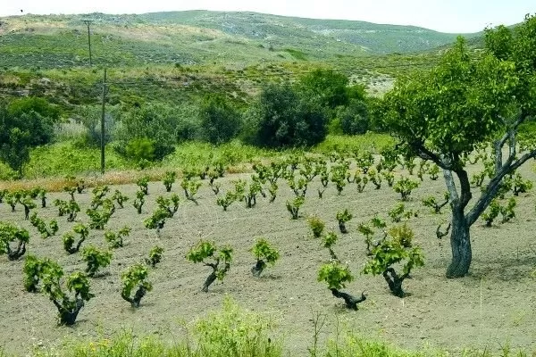 Adanın nesi meşhur?